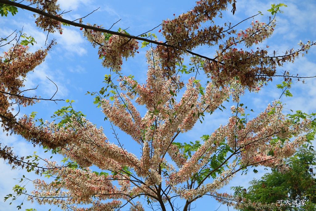 花旗木,菓風花旗木,雲林菓風巧克力工房,雲林賞花