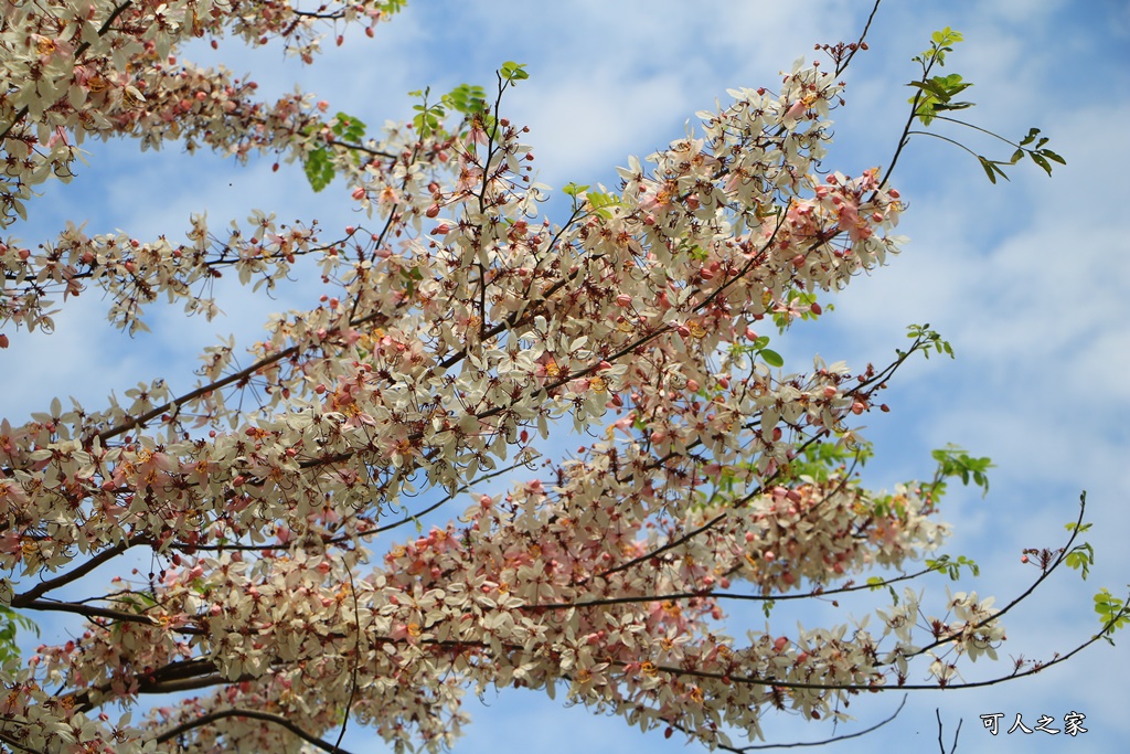 花旗木,菓風花旗木,雲林菓風巧克力工房,雲林賞花