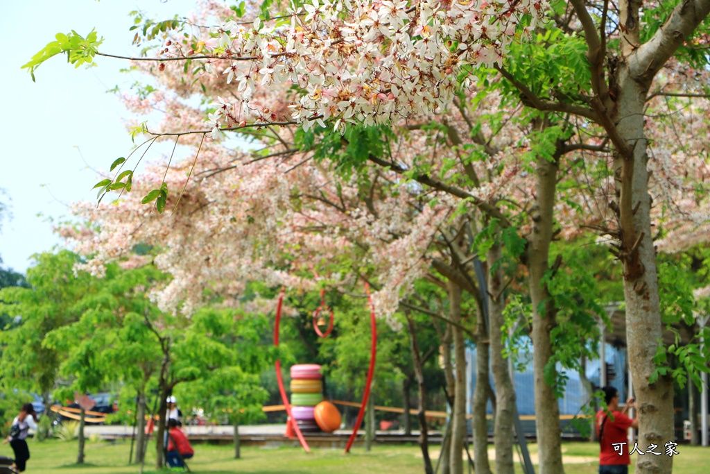 花旗木,菓風花旗木,雲林菓風巧克力工房,雲林賞花