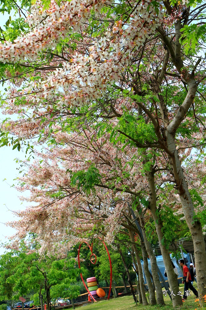 花旗木,菓風花旗木,雲林菓風巧克力工房,雲林賞花