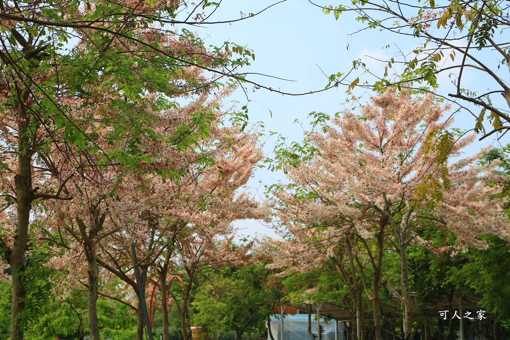 花旗木,菓風花旗木,雲林菓風巧克力工房,雲林賞花