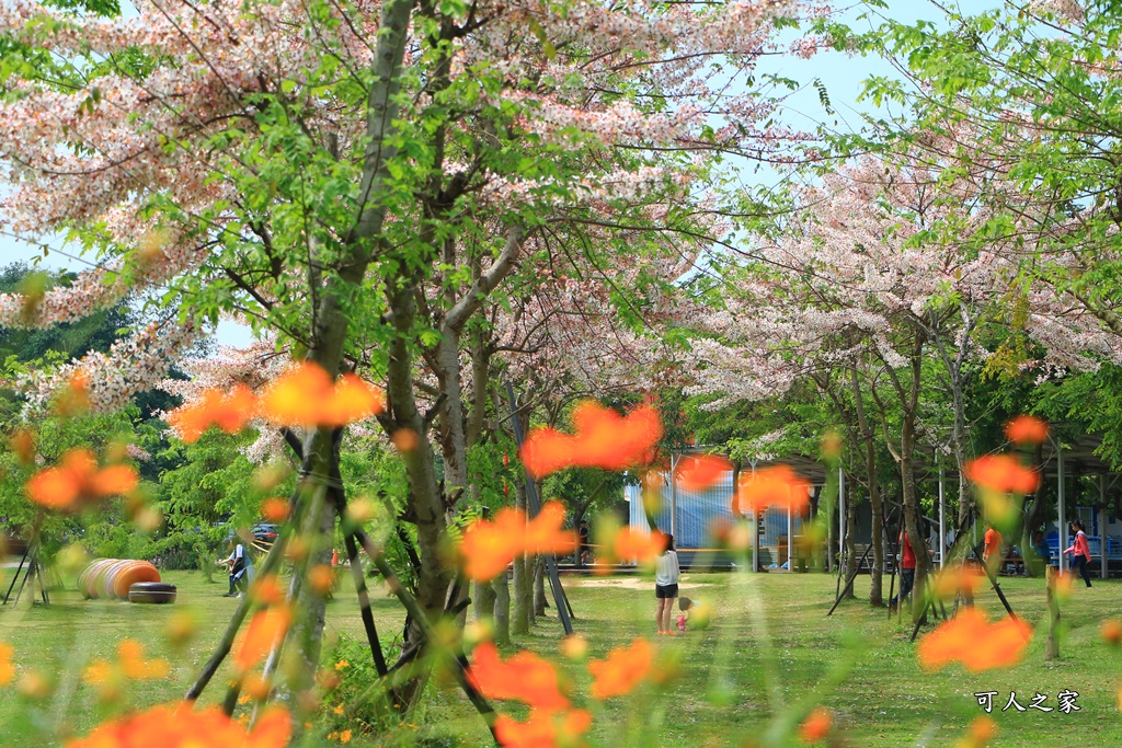 花旗木,菓風花旗木,雲林菓風巧克力工房,雲林賞花