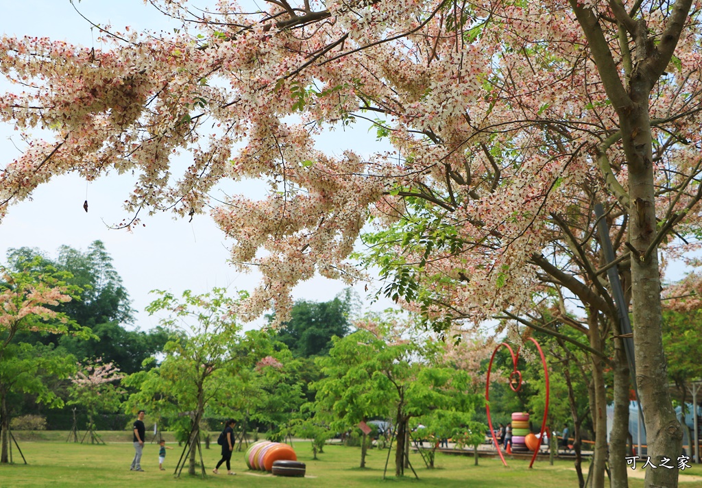 花旗木,菓風花旗木,雲林菓風巧克力工房,雲林賞花