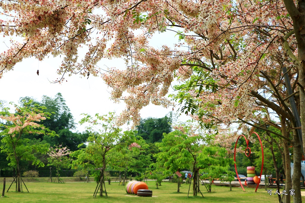 花旗木,菓風花旗木,雲林菓風巧克力工房,雲林賞花