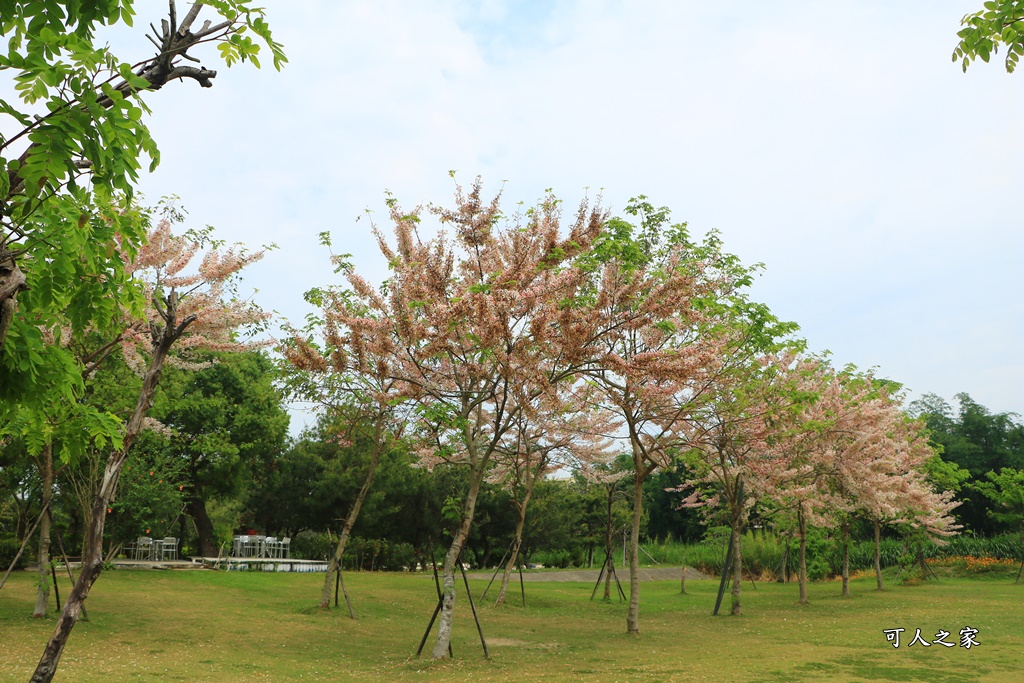 花旗木,菓風花旗木,雲林菓風巧克力工房,雲林賞花