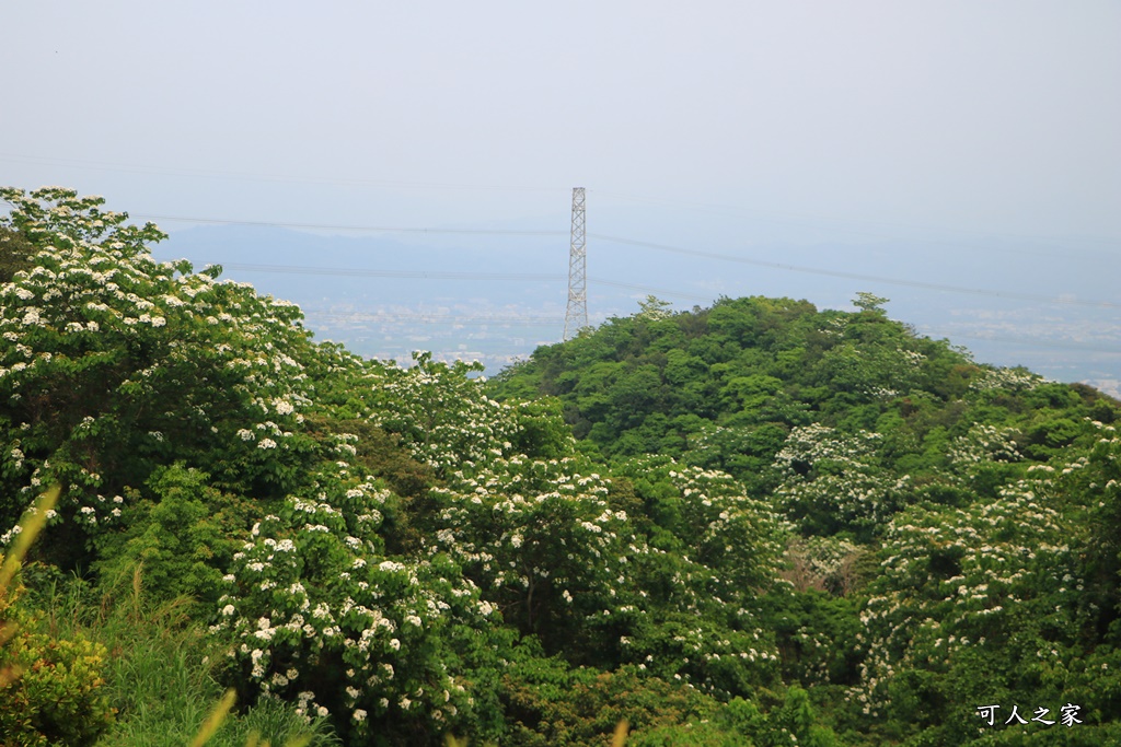 休閒,南投假日限定景點,南投放鬆景點,南投旅遊去,南投景點餐廳,放鬆,餐廳