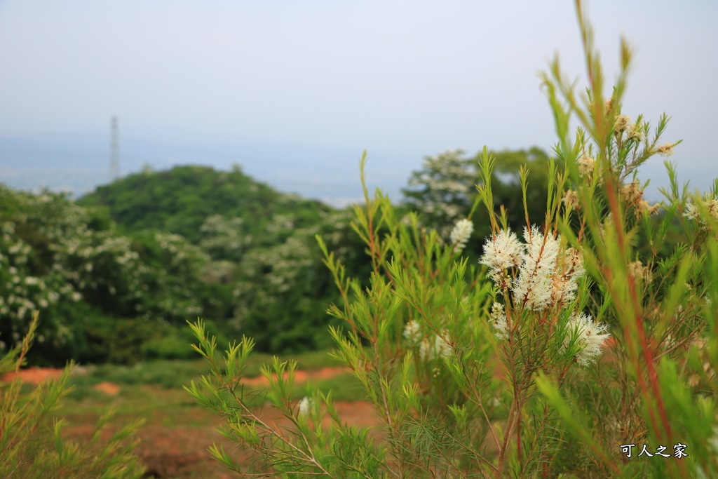 休閒,南投假日限定景點,南投放鬆景點,南投旅遊去,南投景點餐廳,放鬆,餐廳