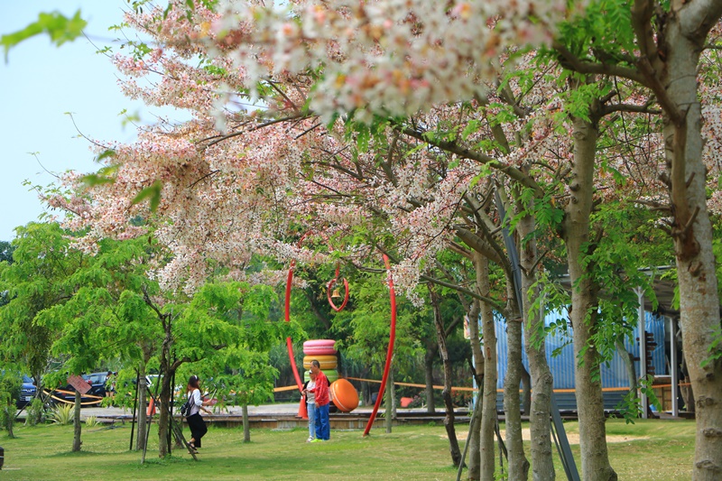 花旗木,菓風花旗木,雲林菓風巧克力工房,雲林賞花 @可人之家