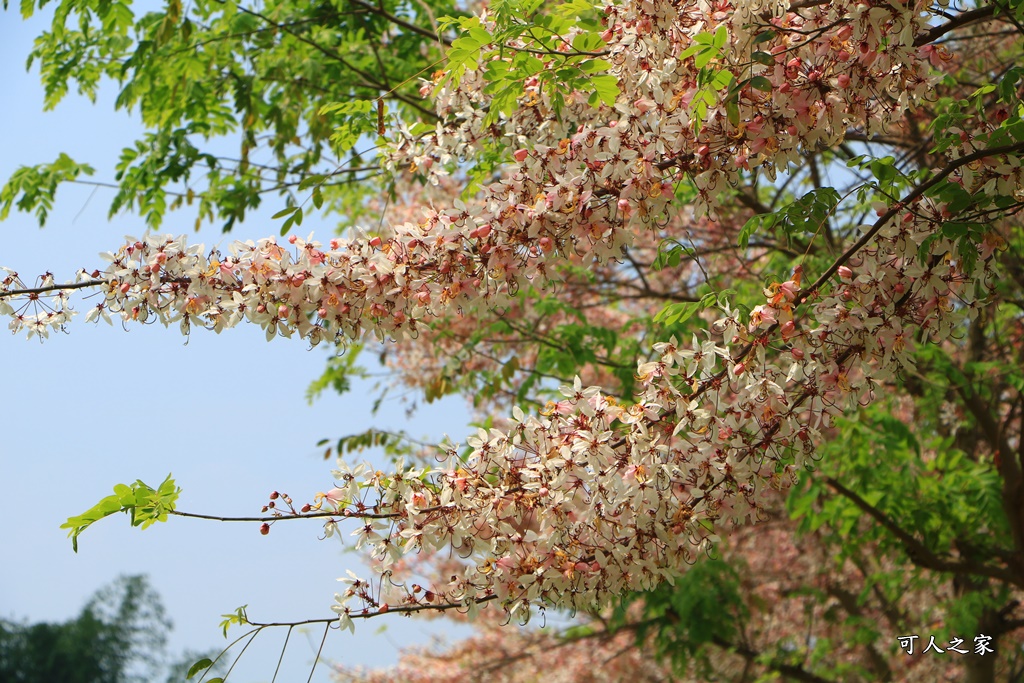 花旗木,菓風花旗木,雲林菓風巧克力工房,雲林賞花