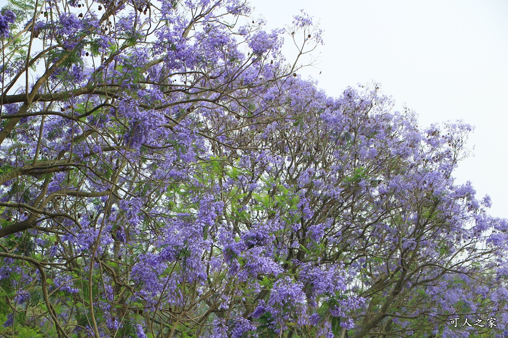 嘉義一日遊賞花,嘉義景點,嘉義藍花楹隧道,藍花楹怎麼去？