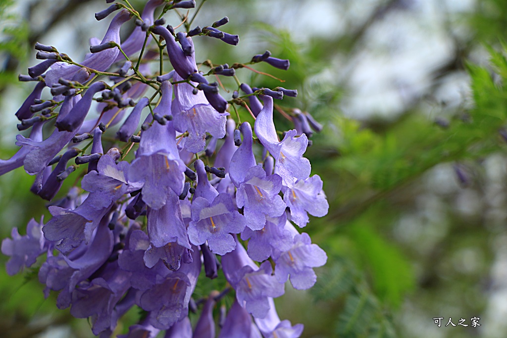 嘉義一日遊賞花,嘉義景點,嘉義藍花楹隧道,藍花楹怎麼去？