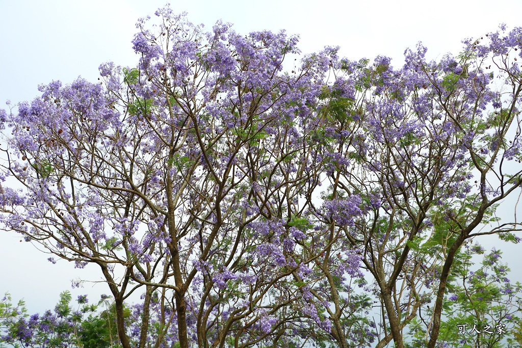 嘉義一日遊賞花,嘉義景點,嘉義藍花楹隧道,藍花楹怎麼去？