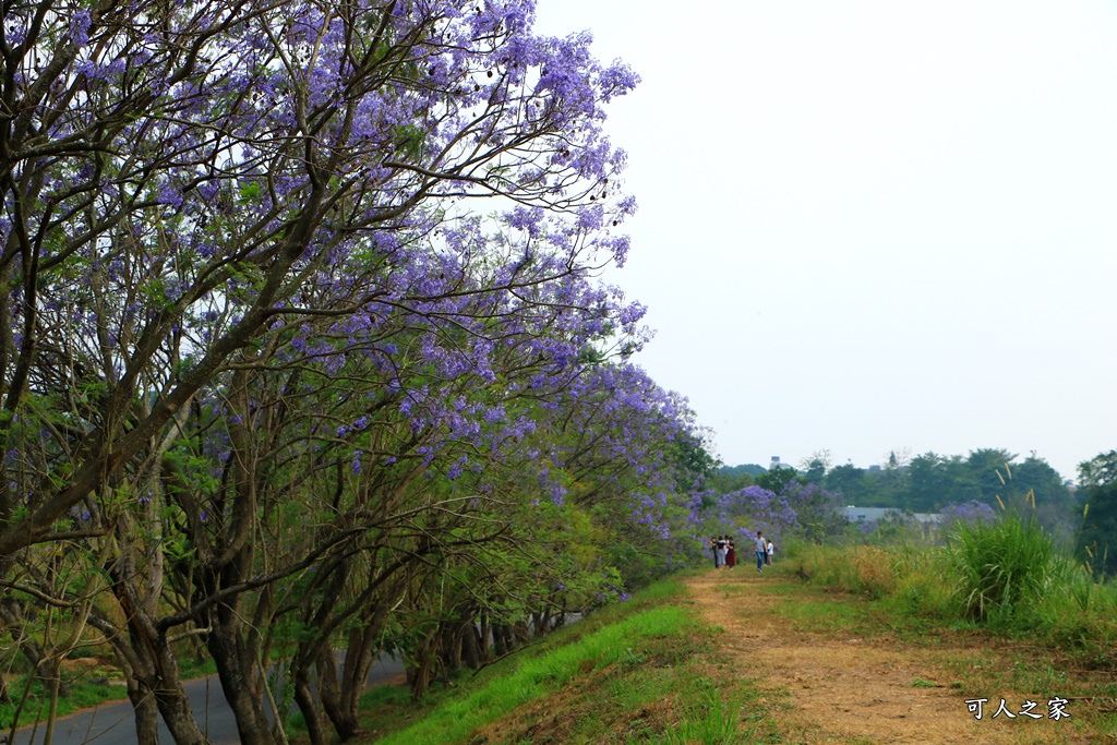 嘉義一日遊賞花,嘉義景點,嘉義藍花楹隧道,藍花楹怎麼去？