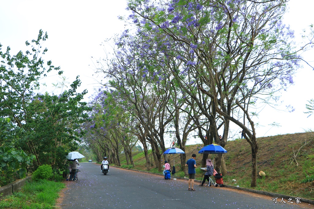 嘉義一日遊賞花,嘉義景點,嘉義藍花楹隧道,藍花楹怎麼去？