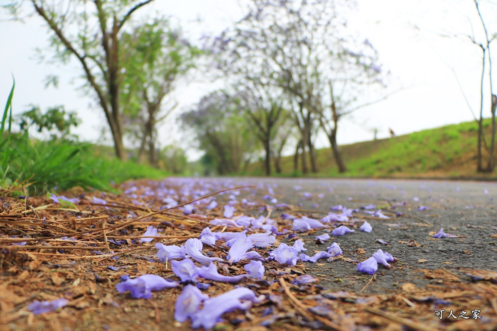 嘉義一日遊賞花,嘉義景點,嘉義藍花楹隧道,藍花楹怎麼去？