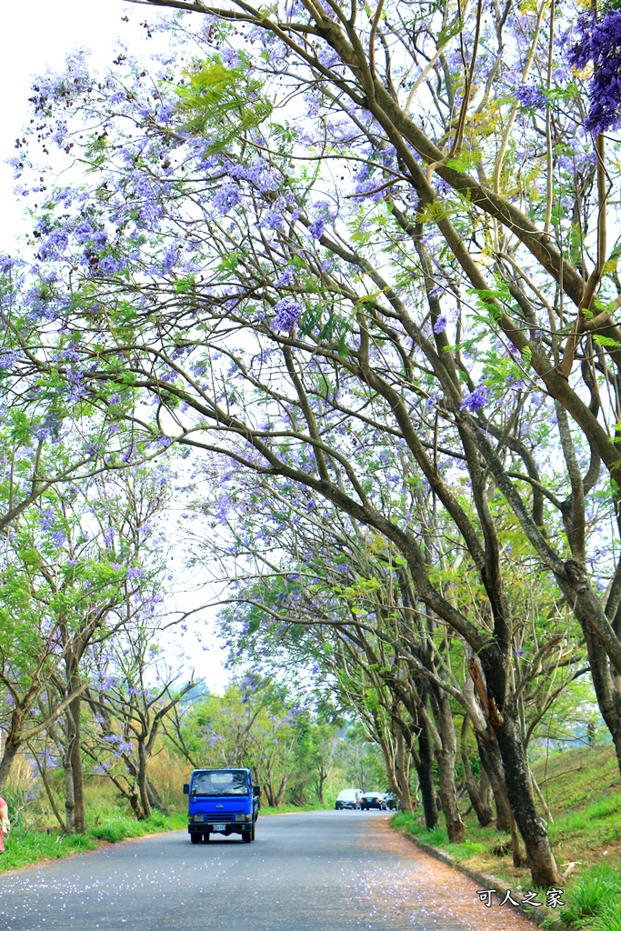 嘉義一日遊賞花,嘉義景點,嘉義藍花楹隧道,藍花楹怎麼去？