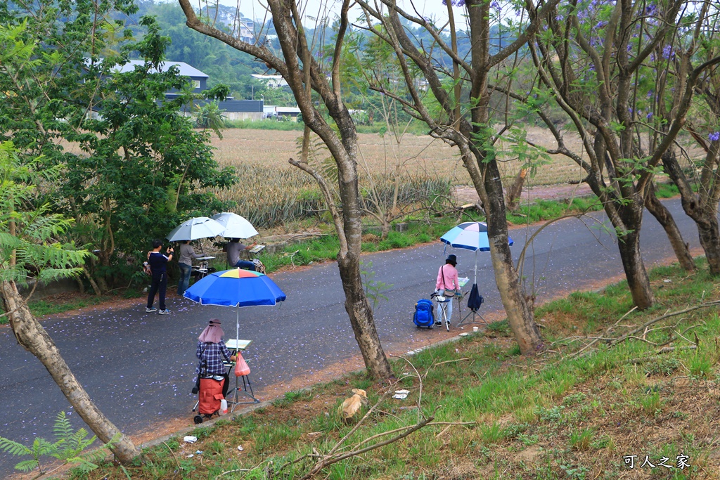 嘉義一日遊賞花,嘉義景點,嘉義藍花楹隧道,藍花楹怎麼去？