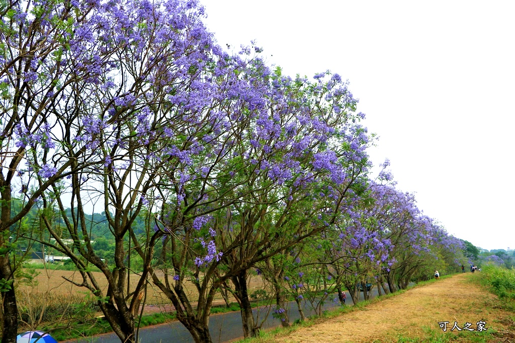 嘉義一日遊賞花,嘉義景點,嘉義藍花楹隧道,藍花楹怎麼去？