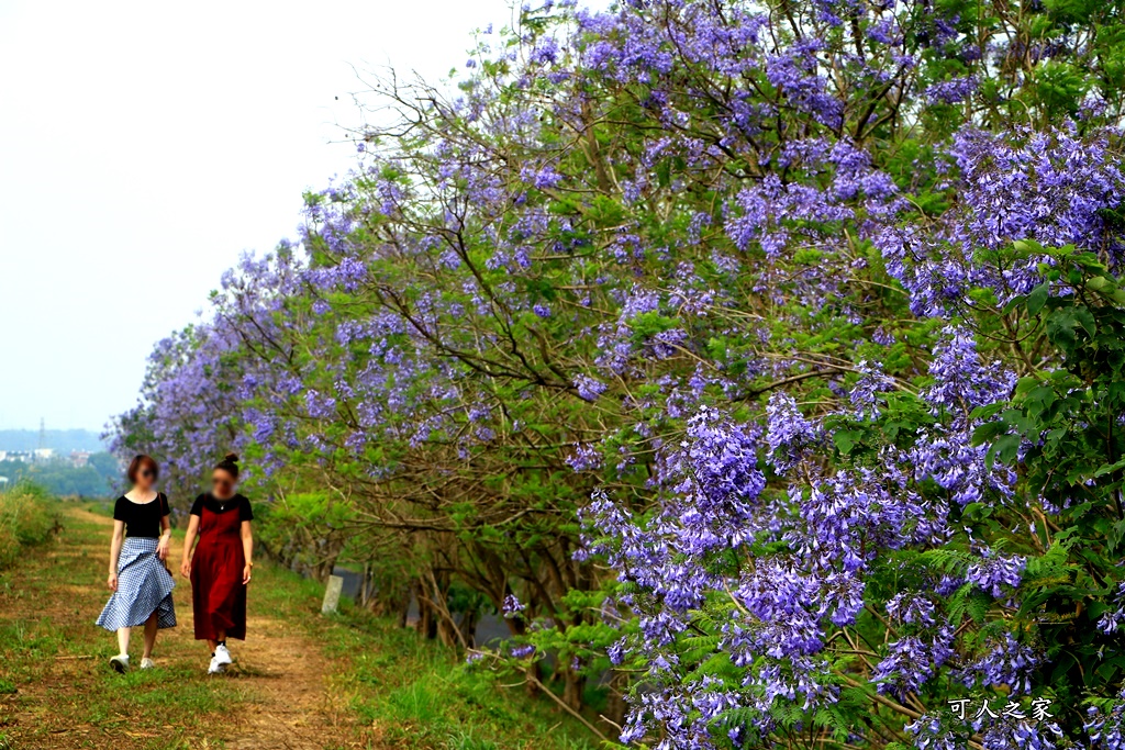 嘉義一日遊賞花,嘉義景點,嘉義藍花楹隧道,藍花楹怎麼去？