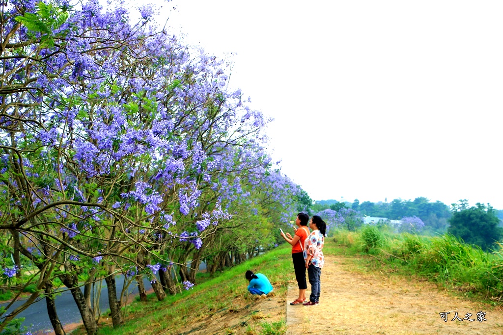 嘉義一日遊賞花,嘉義景點,嘉義藍花楹隧道,藍花楹怎麼去？