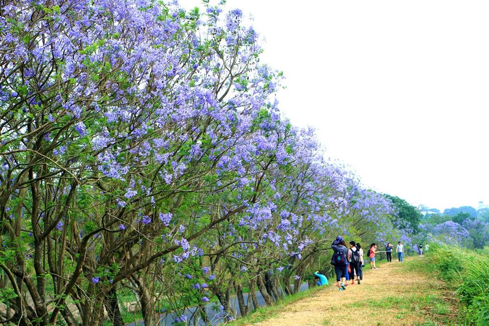 嘉義一日遊賞花,嘉義景點,嘉義藍花楹隧道,藍花楹怎麼去？