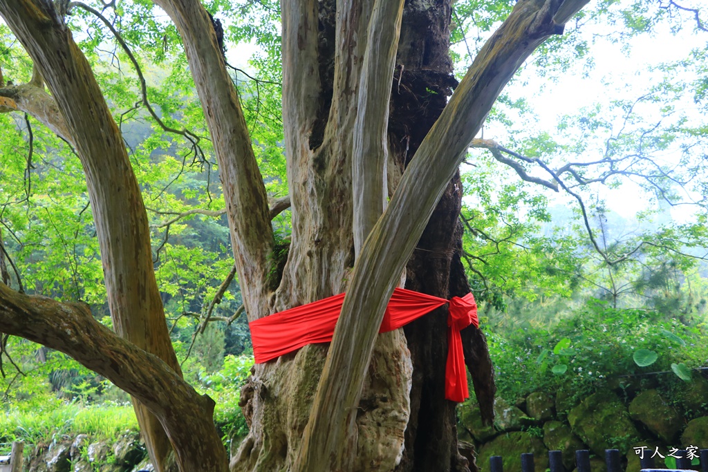 九芎神木,草嶺一日遊,連心池