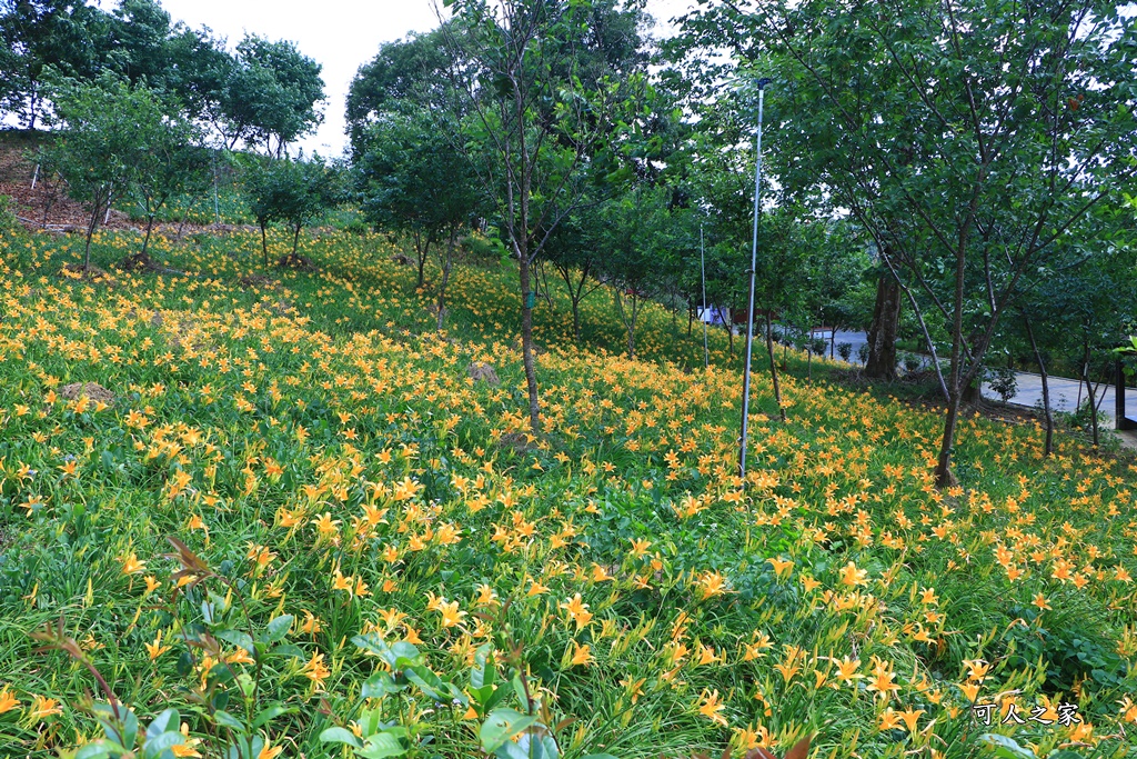 免費景點,嘉義金針花,橫山屏休閒園區,櫻花樹,金針花地址,金針花季,鎮安宮