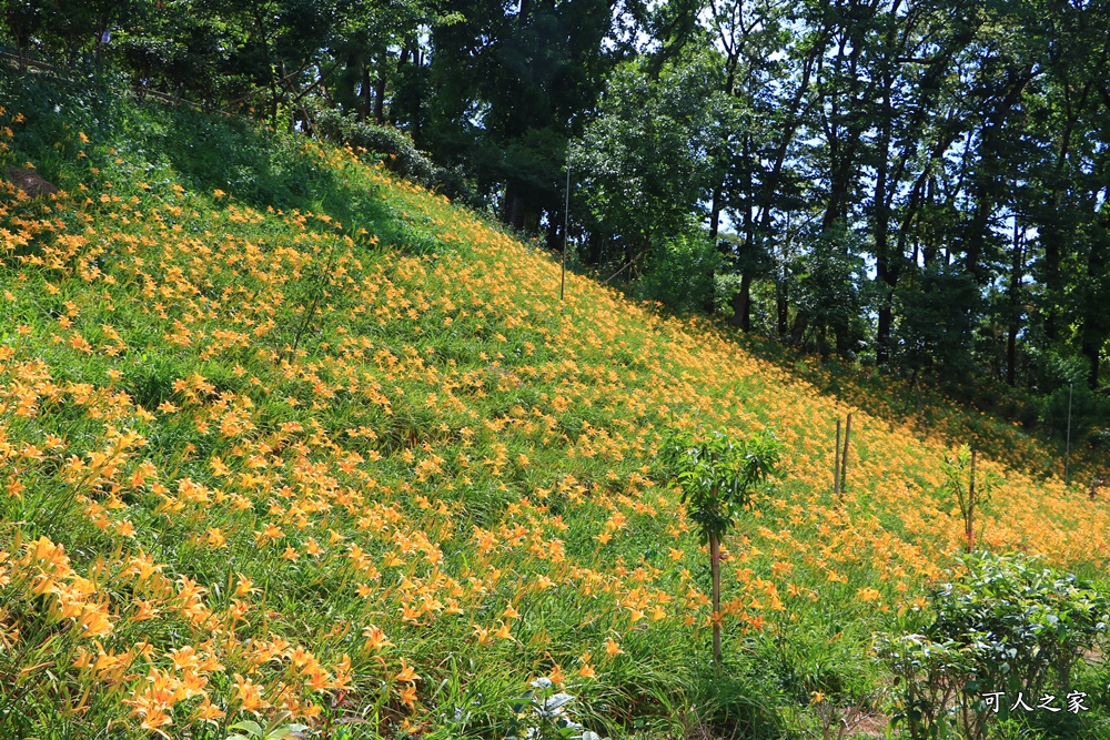 免費景點,嘉義金針花,橫山屏休閒園區,櫻花樹,金針花地址,金針花季,鎮安宮