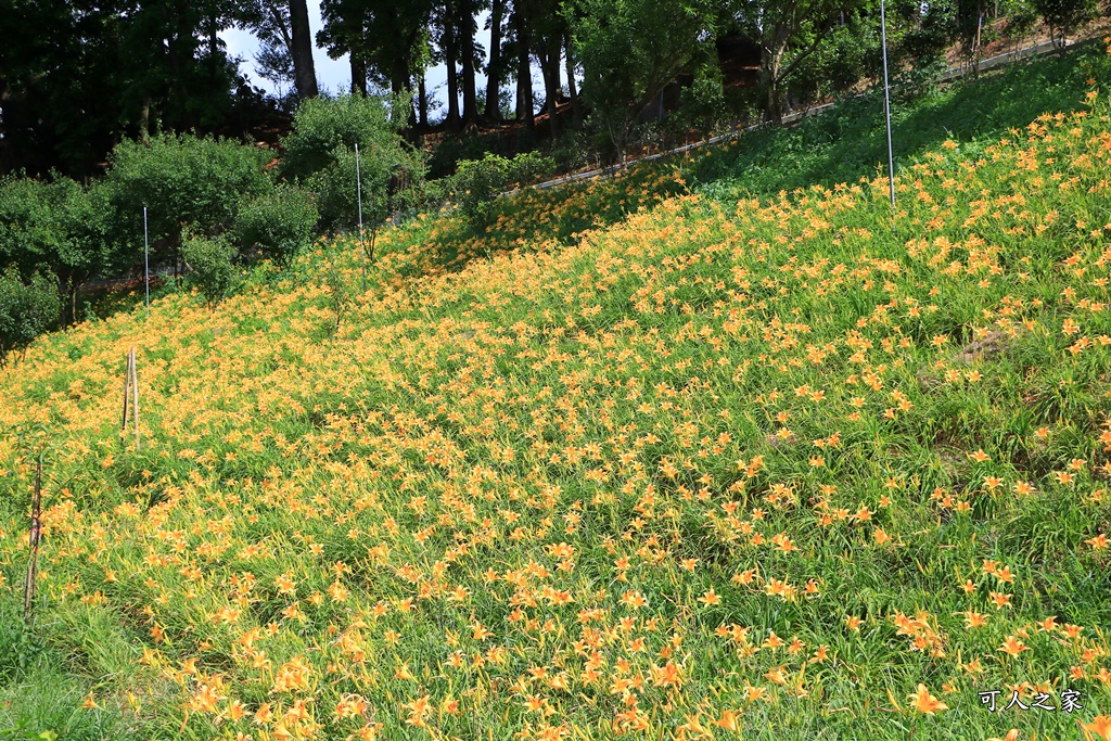 免費景點,嘉義金針花,橫山屏休閒園區,櫻花樹,金針花地址,金針花季,鎮安宮