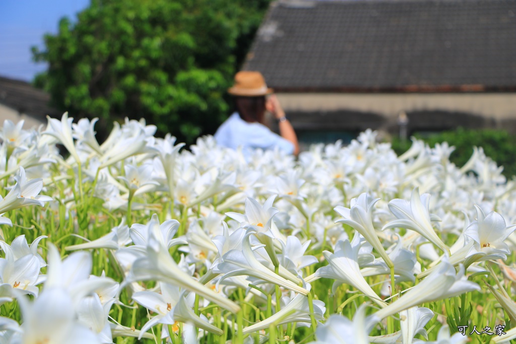 雲林四湖百合花 古厝小秘境