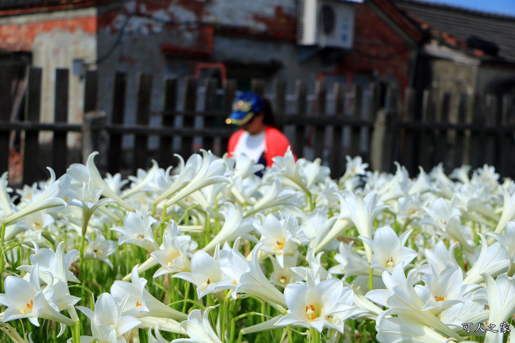 雲林四湖百合花 古厝小秘境