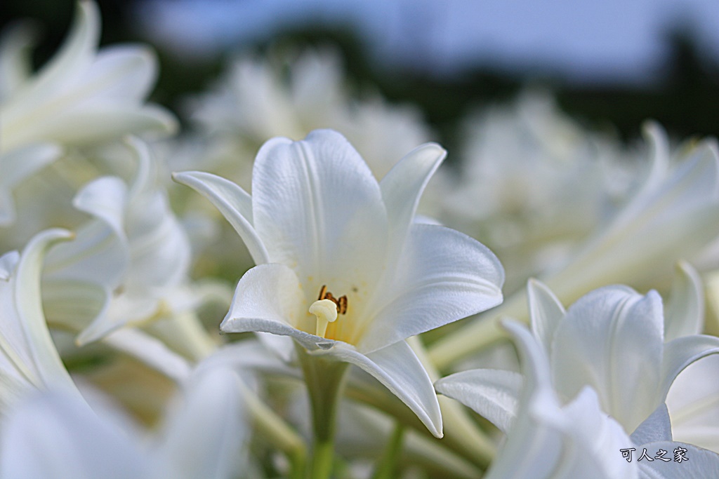 雲林四湖百合花 古厝小秘境