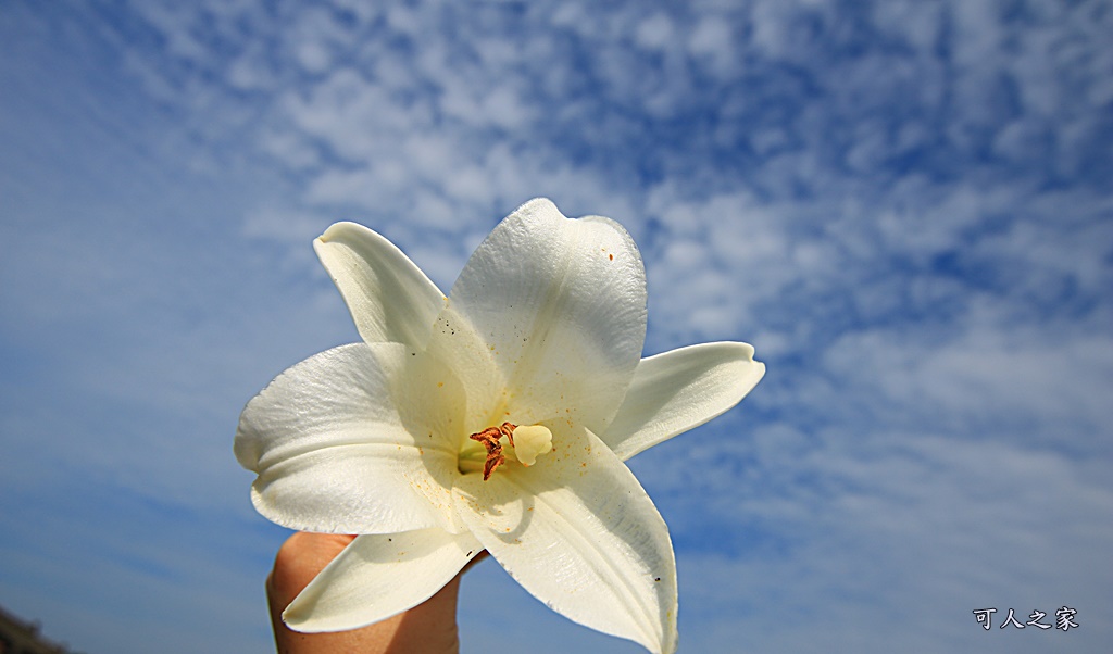 雲林四湖百合花 古厝小秘境