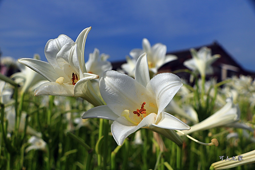 雲林四湖百合花 古厝小秘境