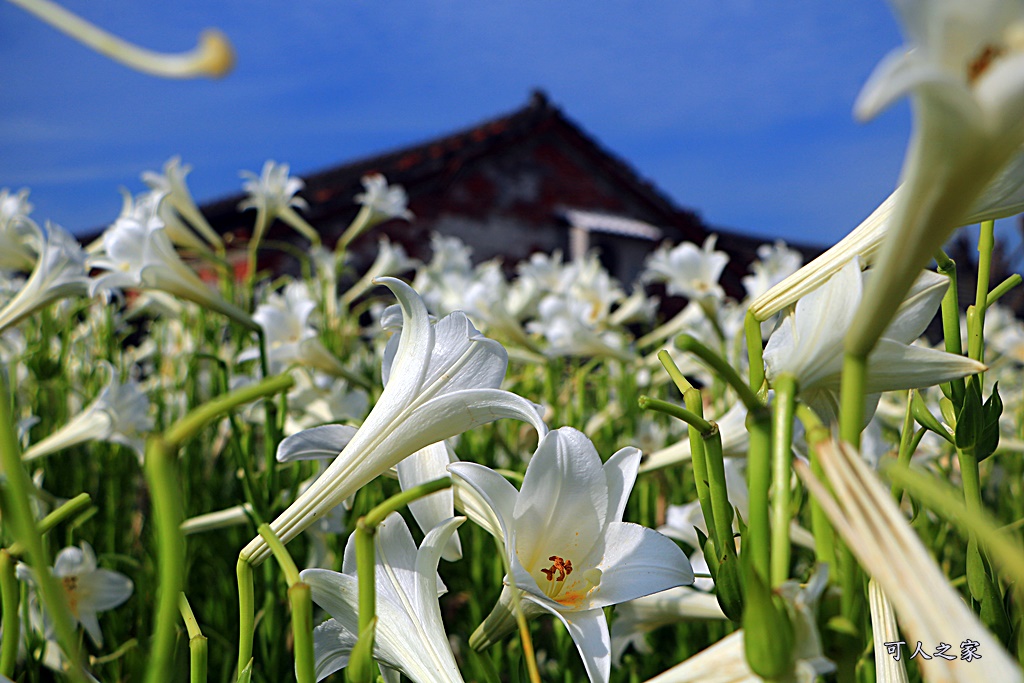 雲林四湖百合花 古厝小秘境