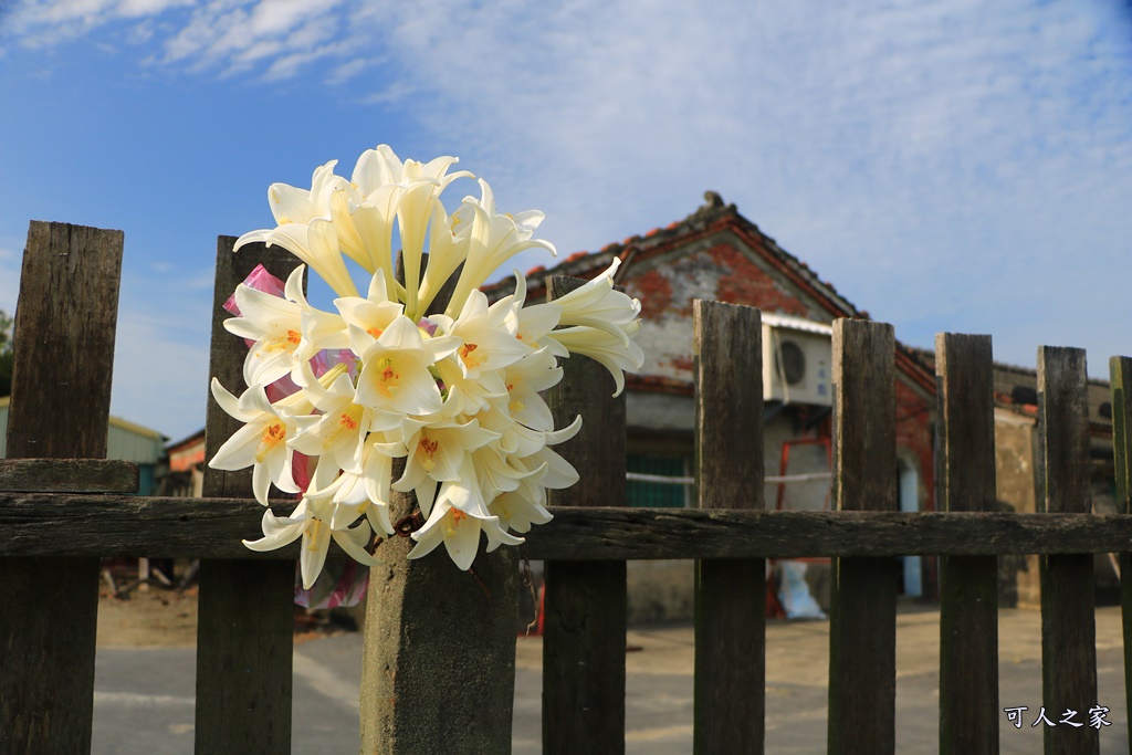 雲林四湖百合花 古厝小秘境