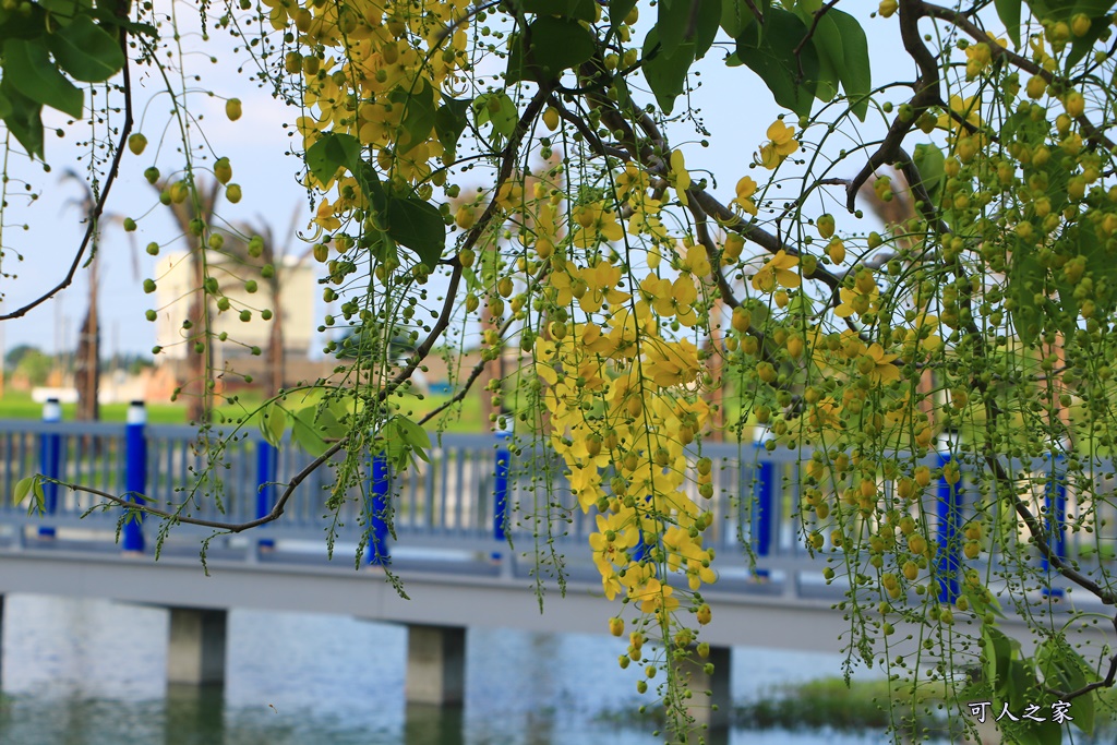 雲林何處去,雲林好玩的,雲林憨吉秘塘,雲林推薦,雲林新亮點,雲林景點,雲林水林,雲林要去一日遊