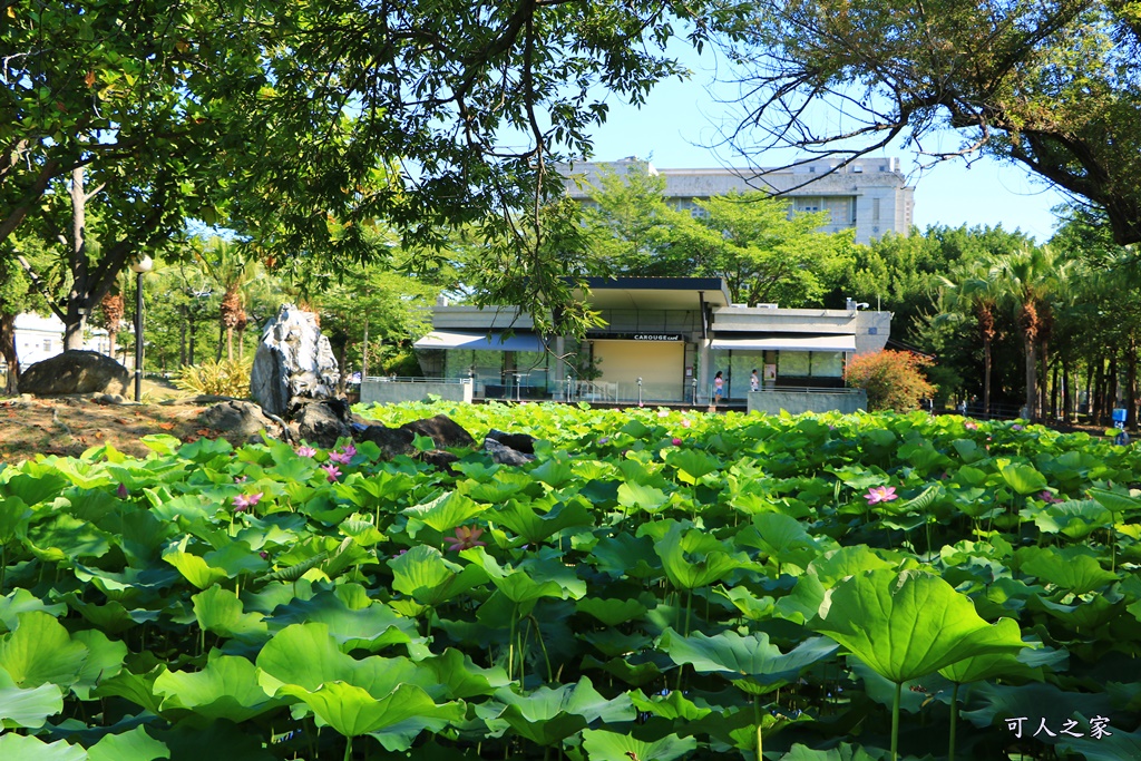 雲林卡璐佶,雲林景點賞荷花,雲林私房景點,雲林荷花用餐,雲林賞花,雲林阿勃勒、荷花,雲科大美景,雲科大荷花