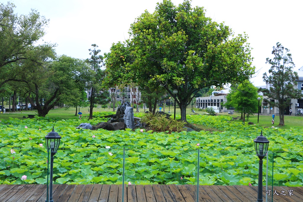 雲林卡璐佶,雲林景點賞荷花,雲林私房景點,雲林荷花用餐,雲林賞花,雲林阿勃勒、荷花,雲科大美景,雲科大荷花