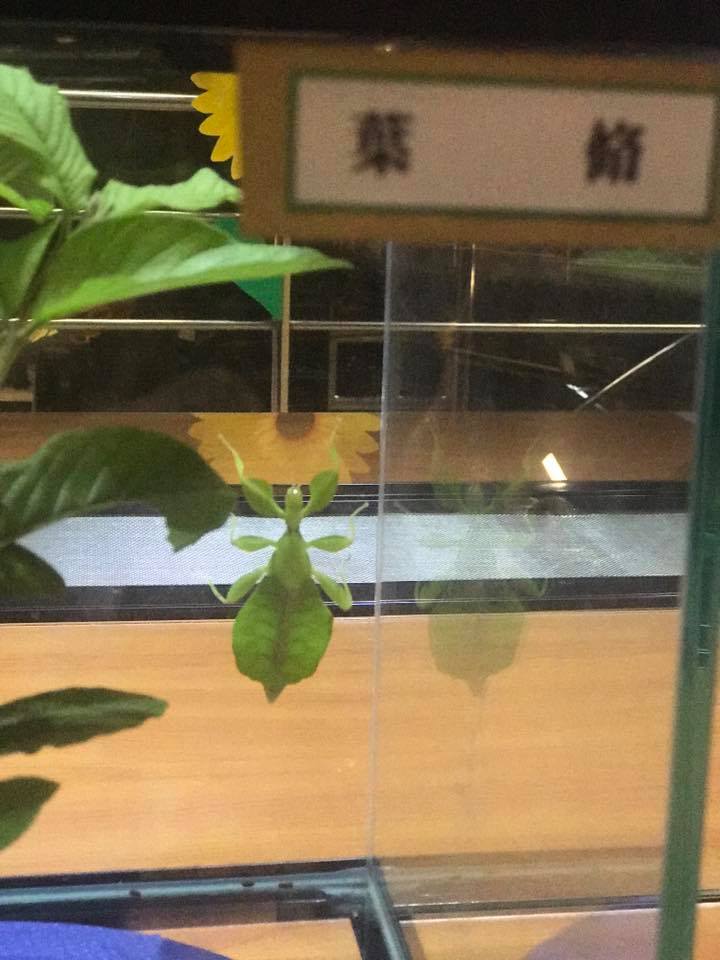 保有類昆蟲模型,咖啡園,嘉大咖啡學園,嘉大昆蟲館,套餐,探索昆蟲世界,旋轉彩蝶柱,簡餐,蝴蝶溫室花園,購票資訊,門票150折低