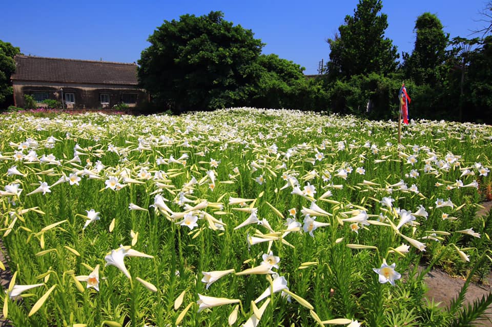 雲林四湖百合花 古厝小秘境