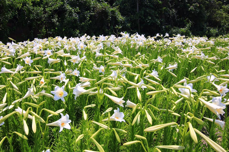 雲林四湖百合花 古厝小秘境