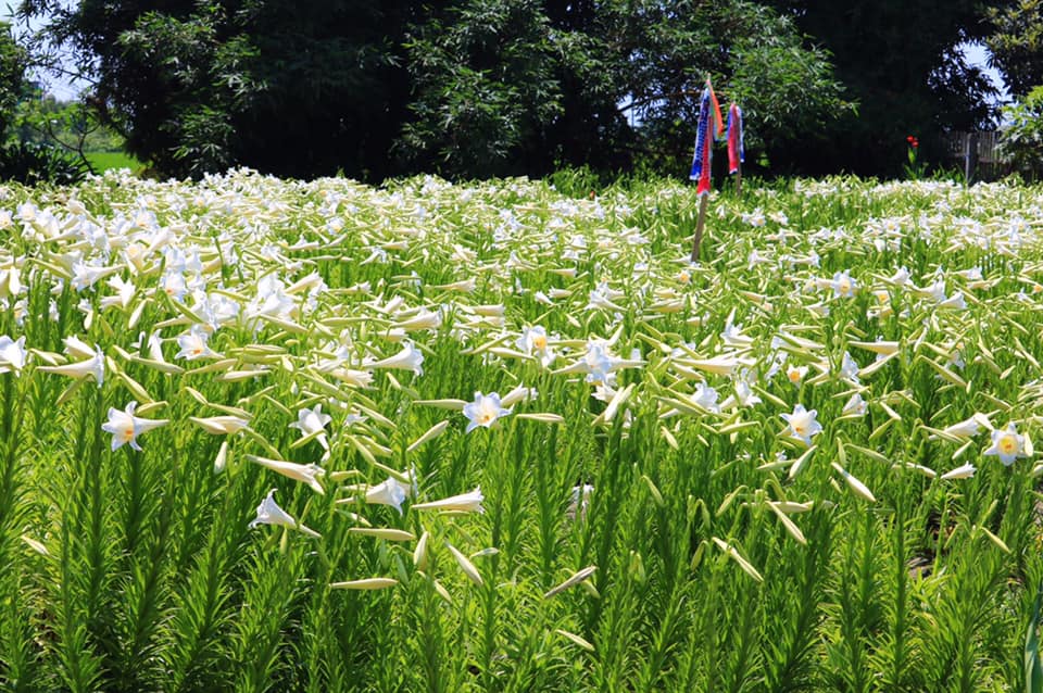 雲林四湖百合花 古厝小秘境