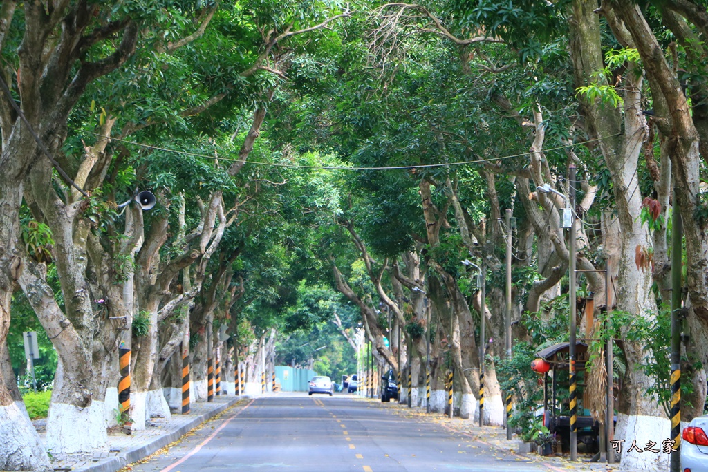 古坑景點,古坑蜜蜂故事館,綠色隧道