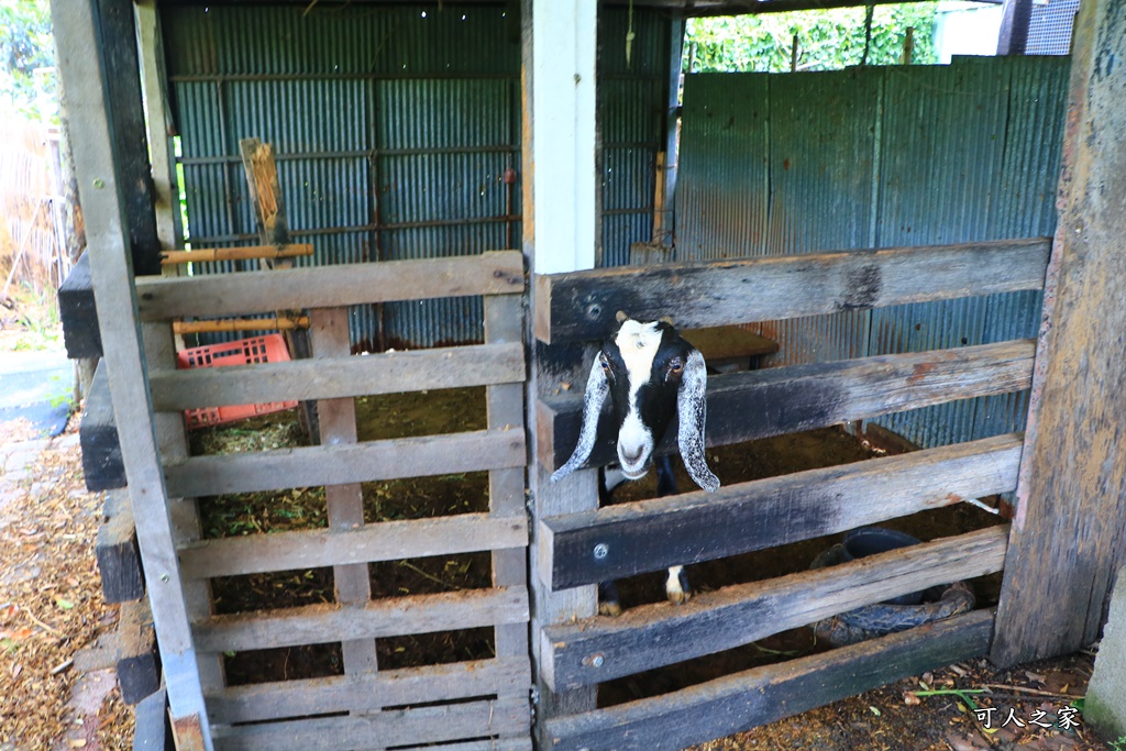 動物針咩咩,台中特色餐廳,台中聚餐,台中落羽松,田寮農莊