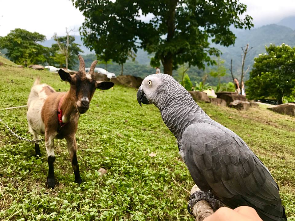 南投玩水露營區,南投露營區,楓香樹林,溜滑梯露營區,玩水,玩沙