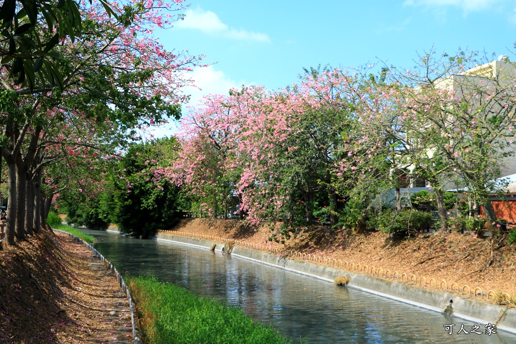 北斗河濱公園美人樹2018,北斗美人樹