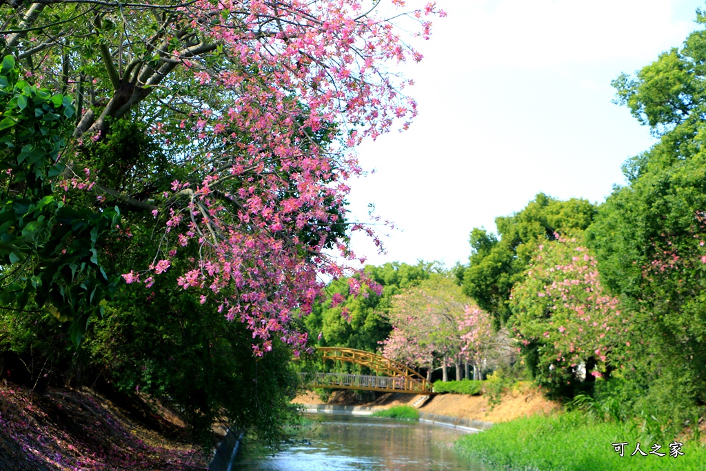 北斗河濱公園美人樹2018,北斗美人樹