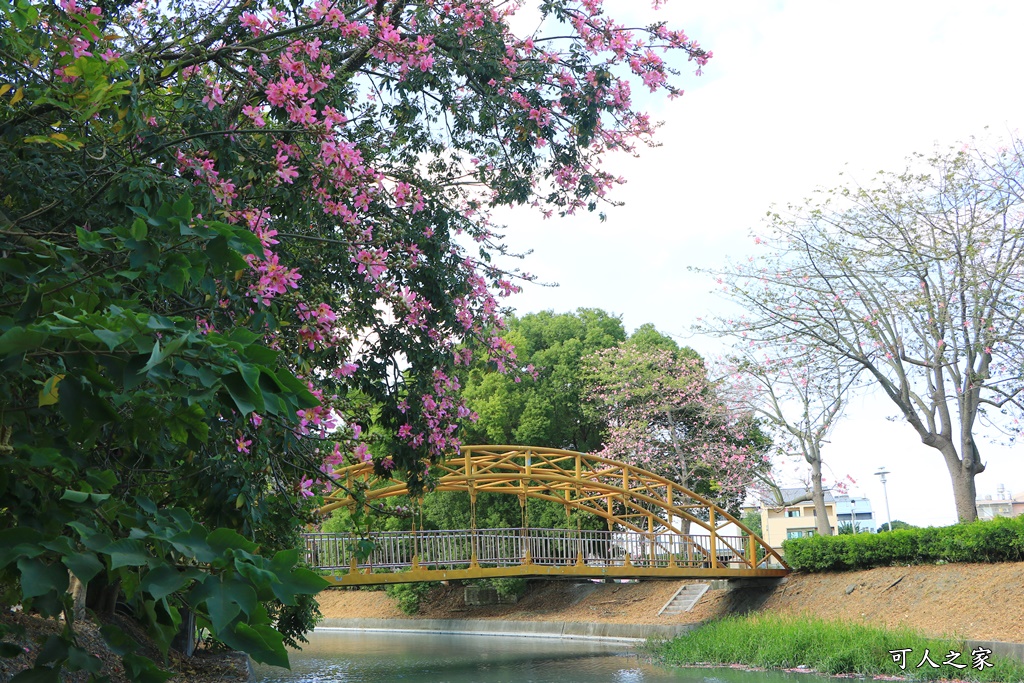 北斗河濱公園美人樹2018,北斗美人樹