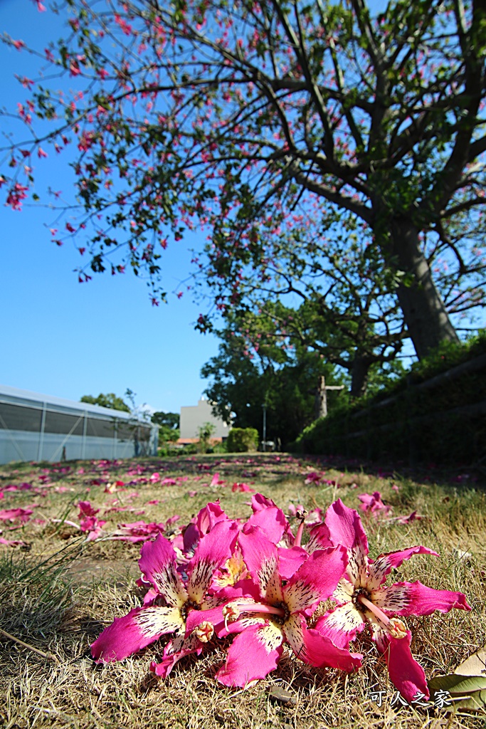 北斗河濱公園美人樹2018,北斗美人樹